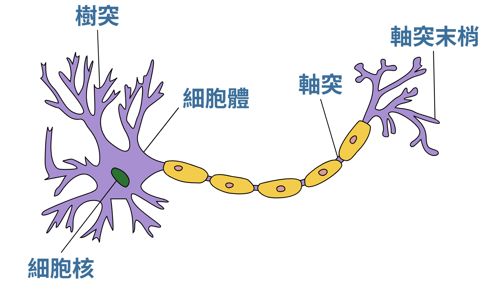 生物神經元 → 人工神經元